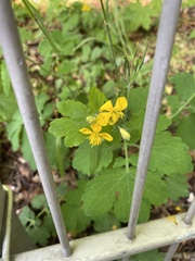 Chelidonium majus