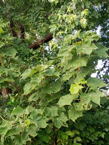 Sterculia setigera