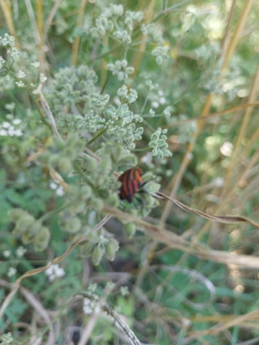 European Striped Shield Bug