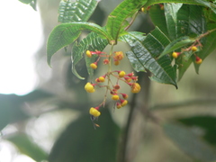 Miconia hymenanthera