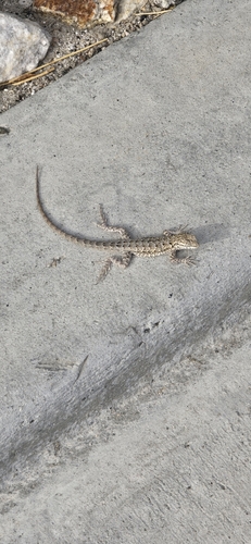 Western Side-blotched Lizard