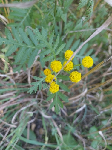 tansy