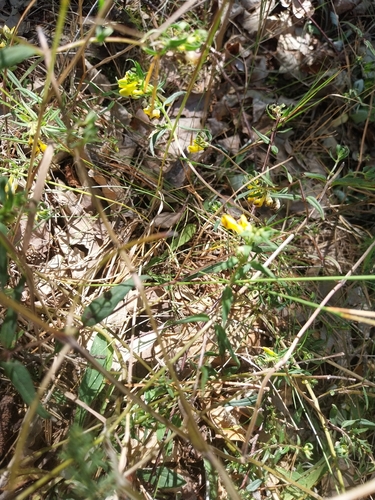 Common Cow-wheat