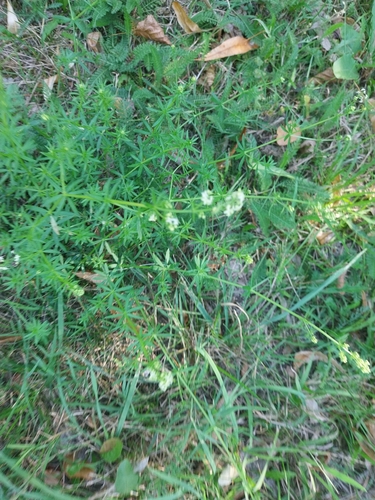 Hedge Bedstraw