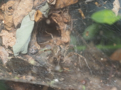 Dendrolycosa