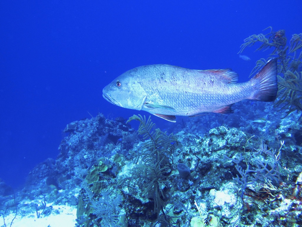 Fish of Florida: Atlantic Cubera Snapper (Lutjanus cyanopterus) Species  Profile - UF/IFAS Extension Collier County