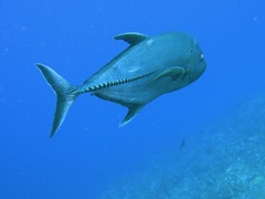 Caranx lugubris