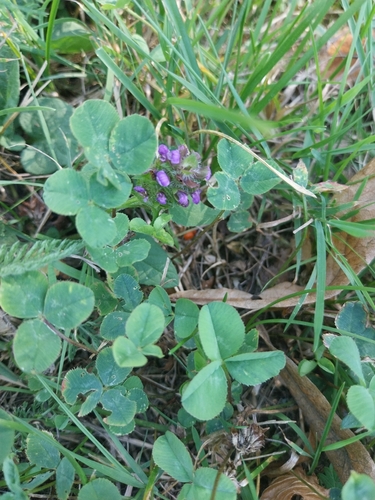 common selfheal