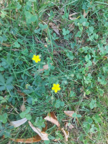 Silvery Cinquefoil