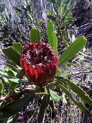 Protea obtusifolia, photograph 3
