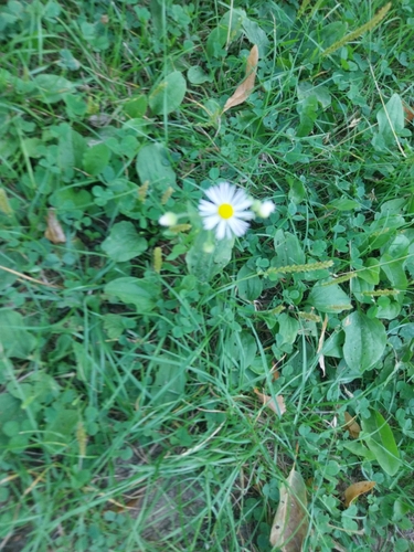 annual fleabane