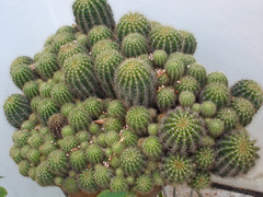 Cactaceae