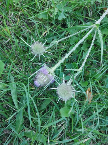 wild teasel