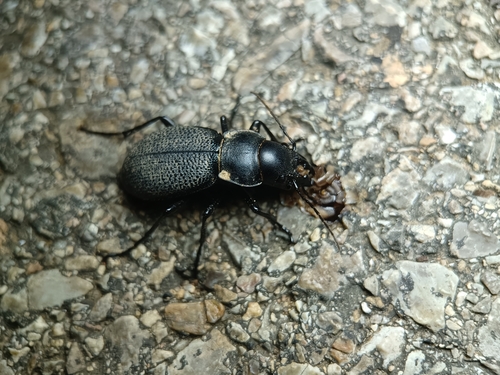 Carabus brandti