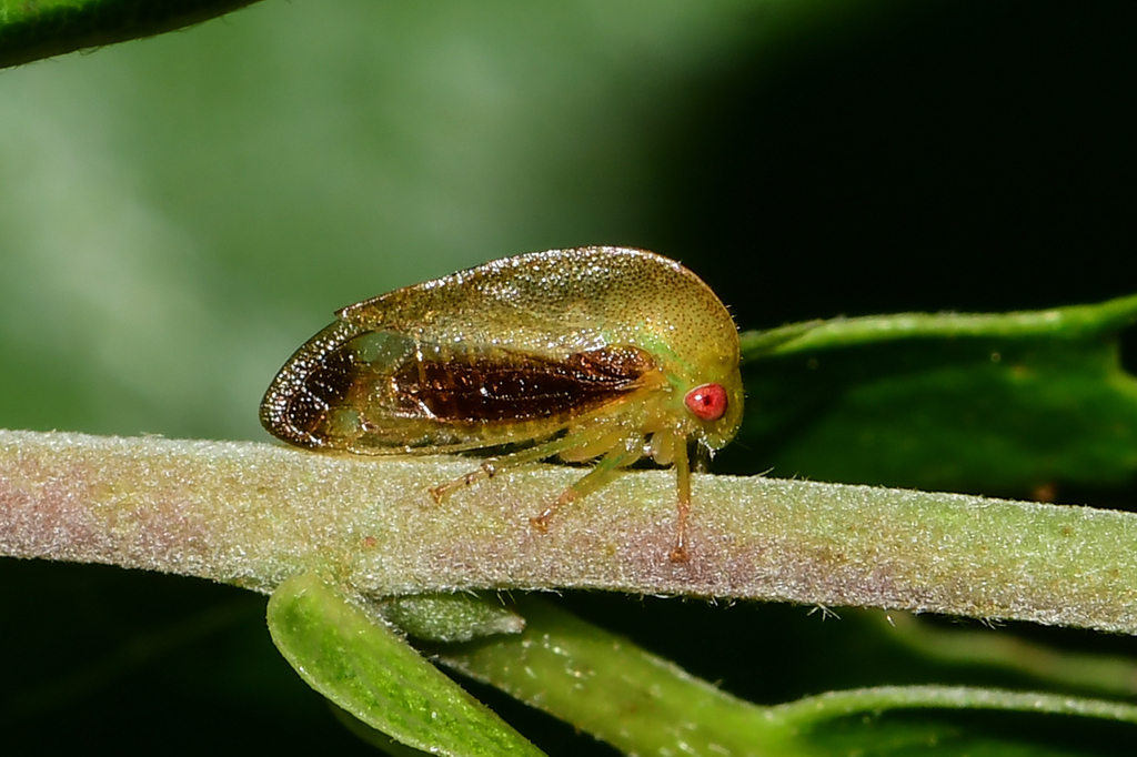 Atymna castaneae