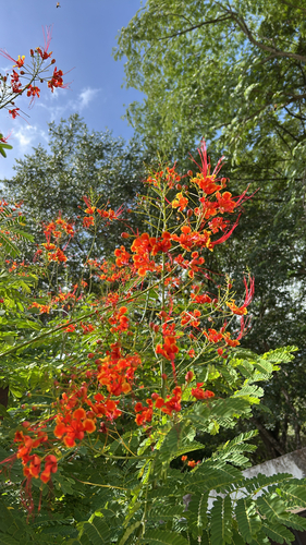 peacock flower