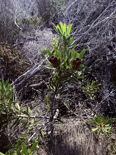 Protea obtusifolia, photograph 4