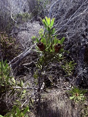 Protea obtusifolia, photograph (c) Christina, some rights reserved (CC BY)