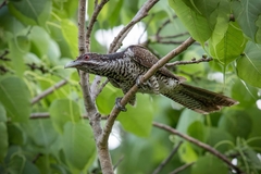 Eudynamys scolopaceus