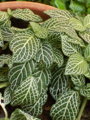 Fittonia albivenis