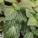 Fittonia albivenis - Photo (c) 106611639464075912591, μερικά δικαιώματα διατηρούνται (CC BY-NC-SA), uploaded by Jonathan Hiew