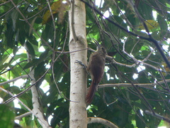 Xiphocolaptes promeropirhynchus