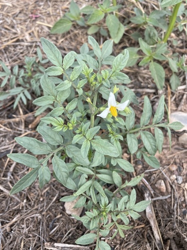 Solanum jamesii
