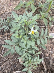 Solanum jamesii