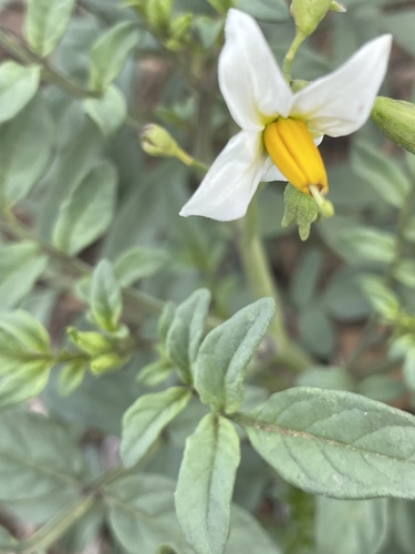 Solanum jamesii, photograph 2