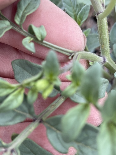 Solanum jamesii, photograph 3