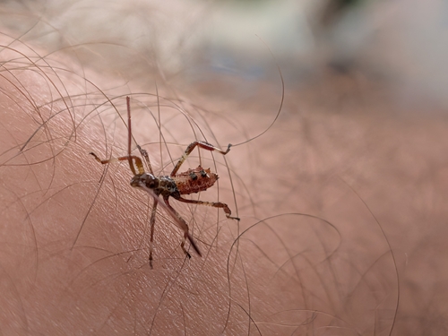 Western Conifer Seed Bug