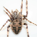 Gray Cross Spider - Photo (c) Benedikt, some rights reserved (CC BY-SA)