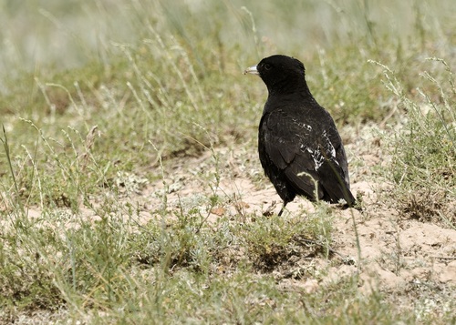 Black Lark, Korgalzhyn District, Kazakhstan, photo 8 of 10