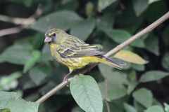 Crithagra scotops umbrosa