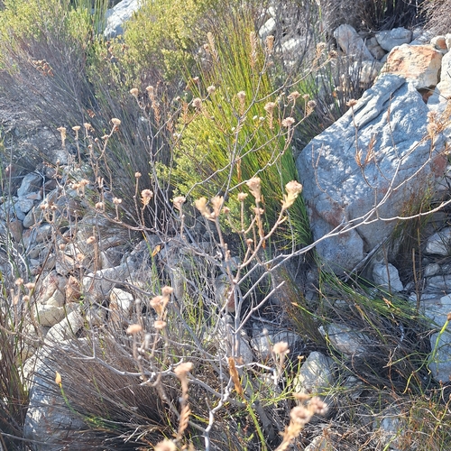 Staavia brownii (Staavia brownii)