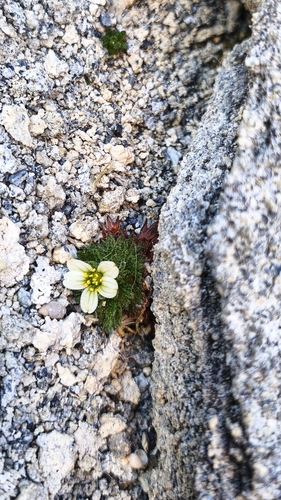 Saxifraga magellanica, photograph 4