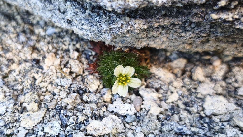 Saxifraga magellanica; photograph (c) Duban Espinoza, some rights reserved (CC BY)