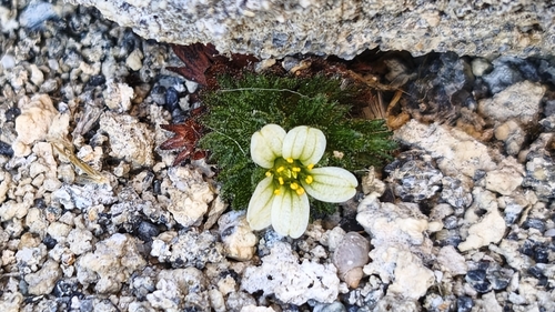 Saxifraga magellanica, photograph 5