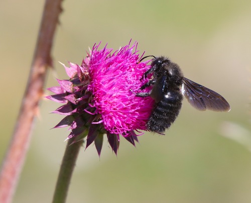 Violet Carpenter Bee