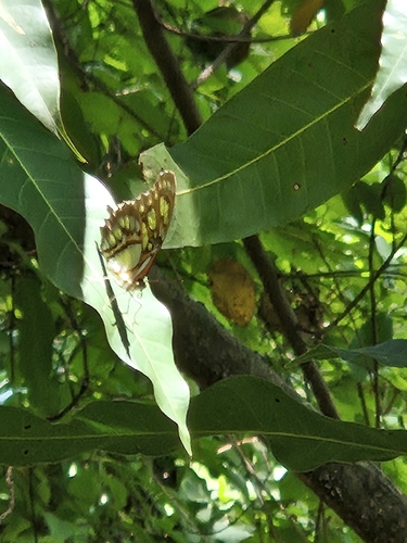 Siproeta stelenes biplagiata