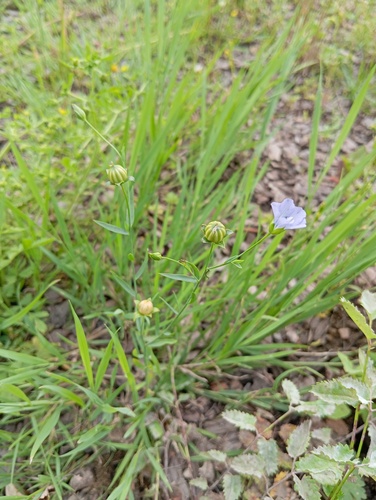 Наблюдение на iNaturalist