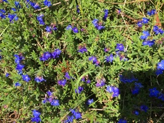 Glandora prostrata