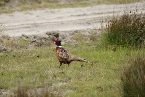 Ring-necked Pheasant
