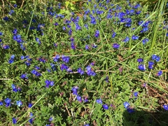 Glandora prostrata