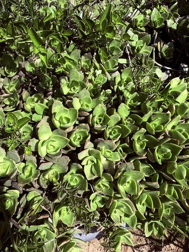 Crassula lactea