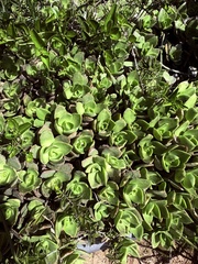 Crassula lactea