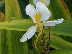 Hedychium flavum