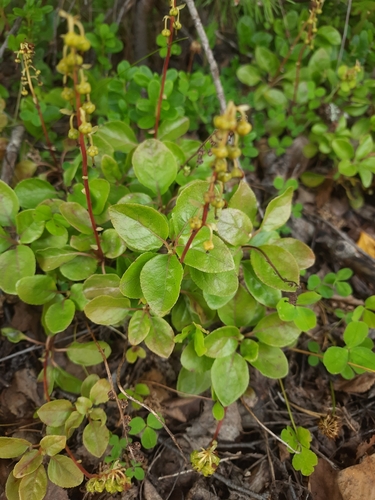 one-sided wintergreen