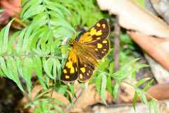 Metisella metis metis