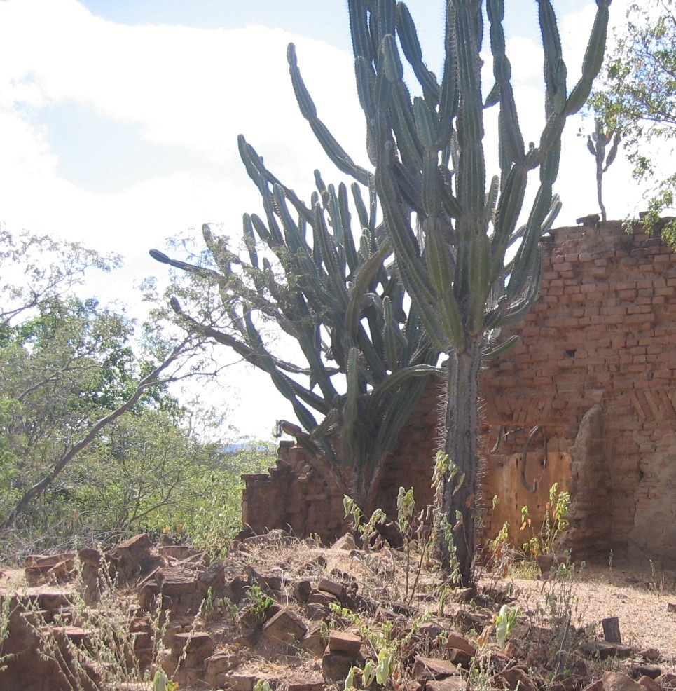 Cereus jamacaru